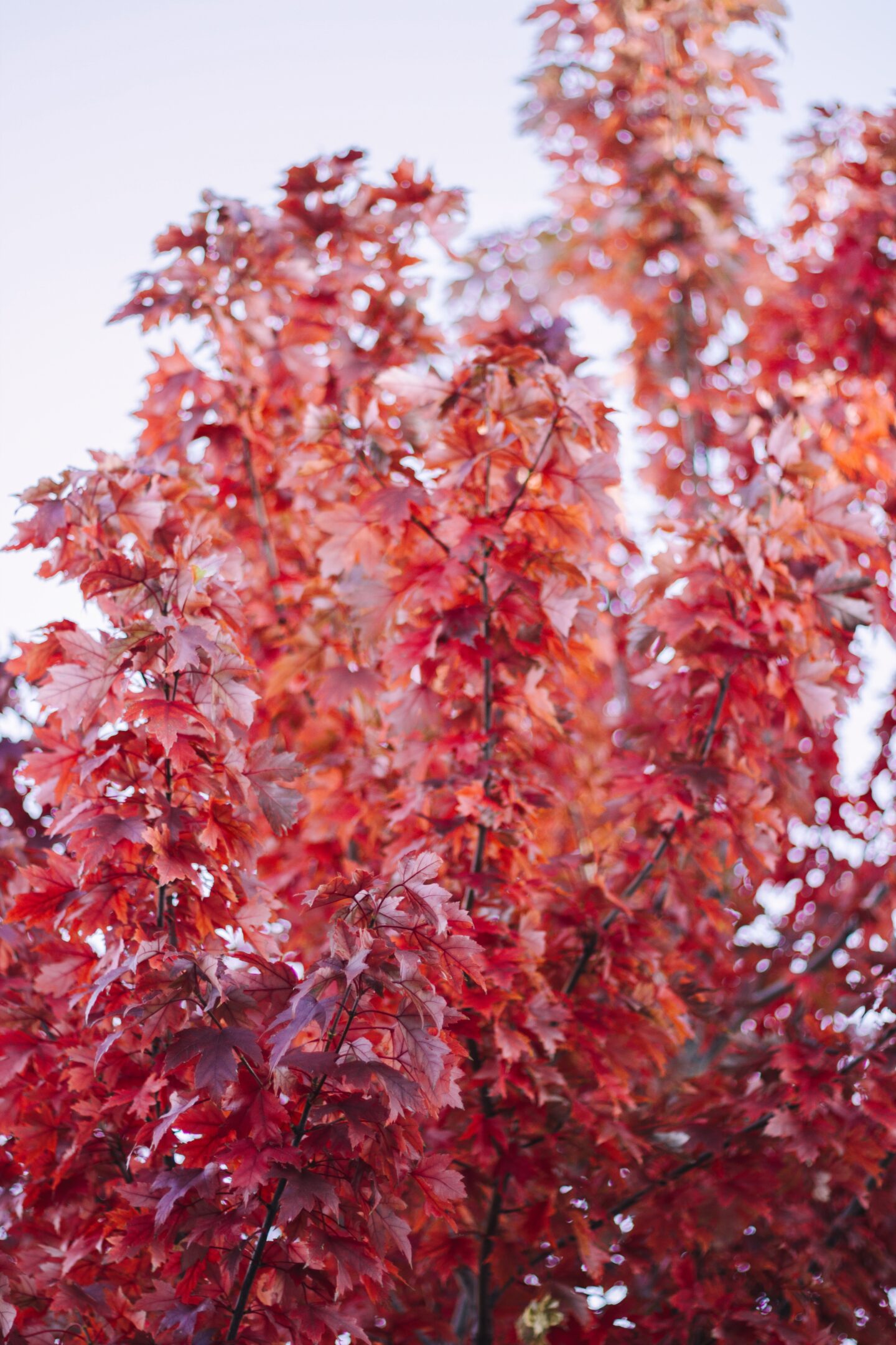 Flagstaff fall leaves